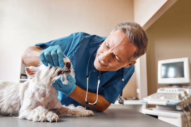 Best Dental Abscess Treatment in Delmont, PA